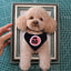 Custom 3D Wool Felt Dog Portrait in Frame, Handmade Needle Felted Pet Memorial from Photo